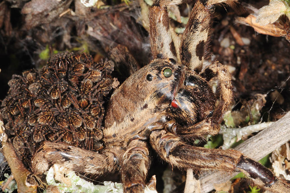Lycosa
